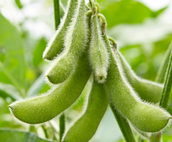 Soybean pods on a vine.