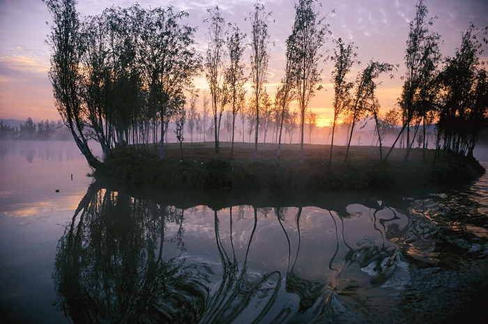 Plants and trees growing out of the water with the sun setting in the background. 