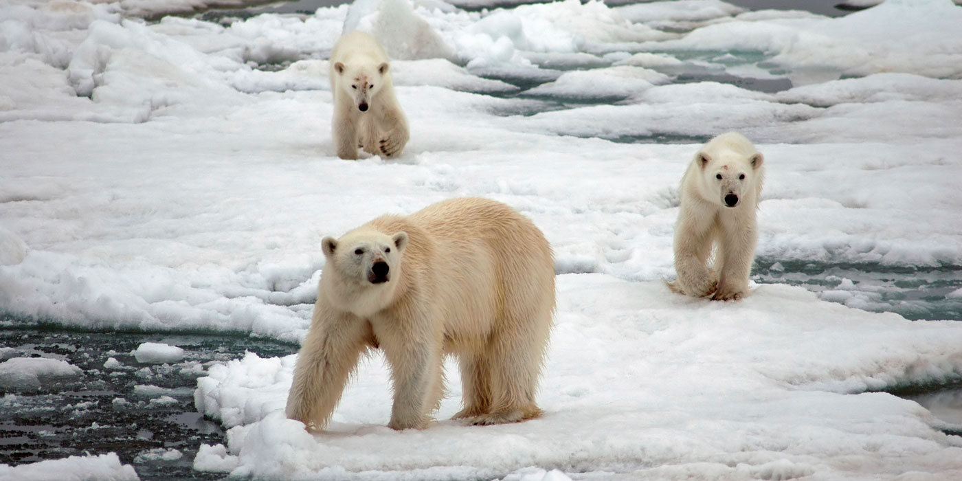 Three polar bears walk across the ice. 