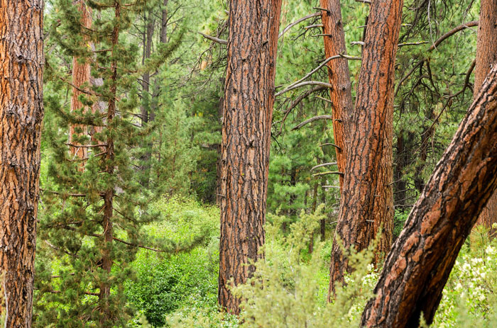 Forest of pine trees