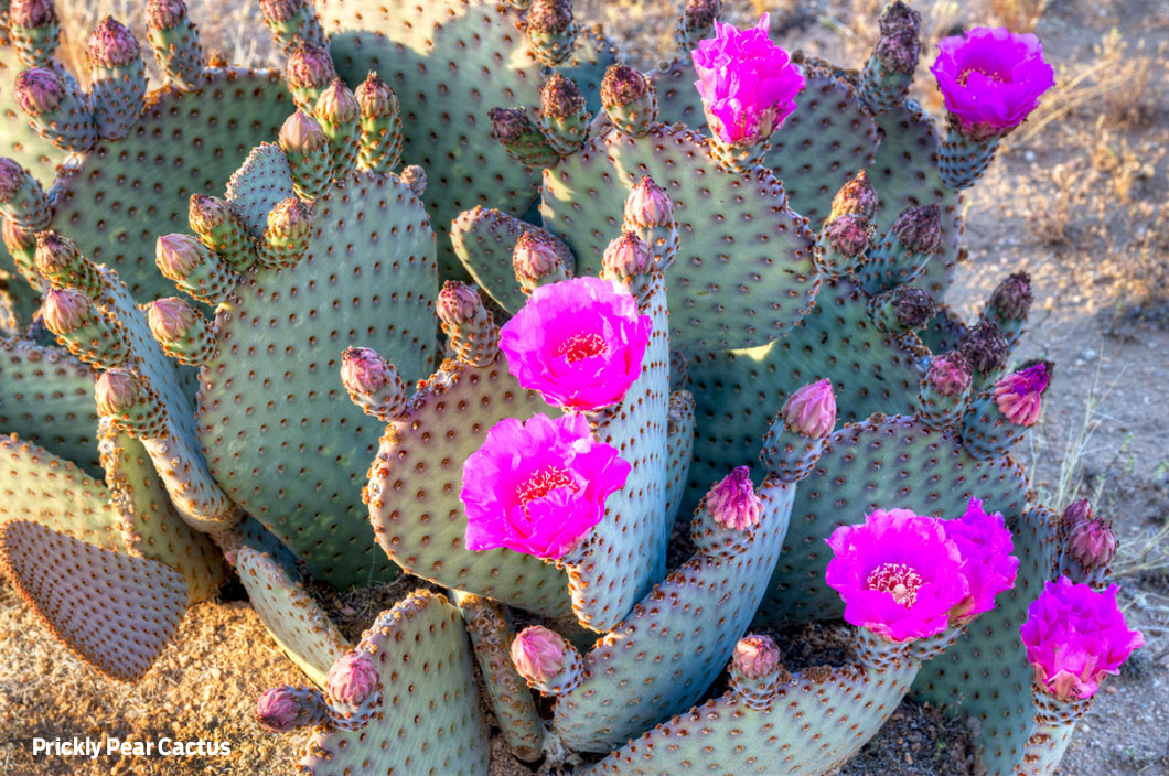 Prickly Pear cactus in bloom