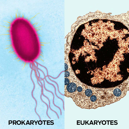 Artist's drawing of a prokaryotes.