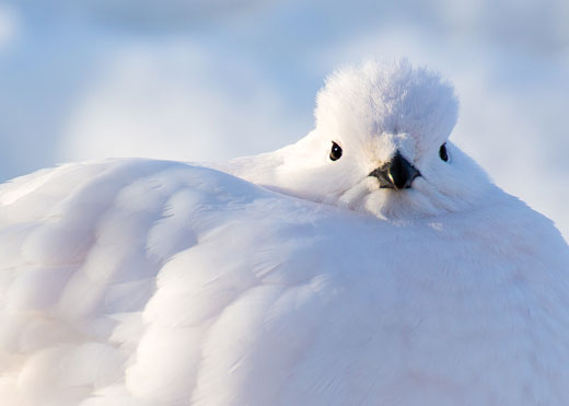 Ptarmigan