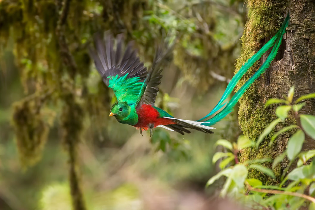 Quetzal flying through the air.