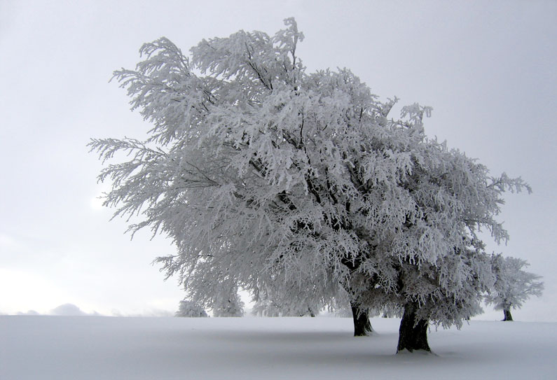 Trees covered with ice bending the branches.