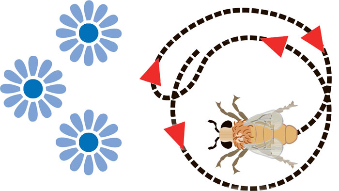 Diagram of a bee performing round dance.