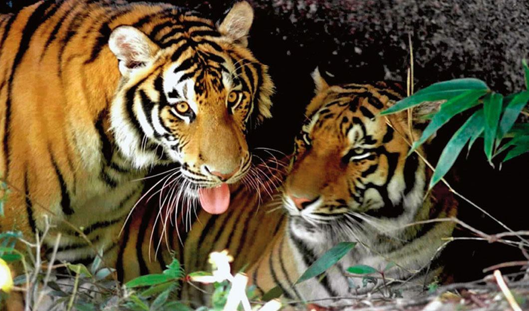 Two tigers