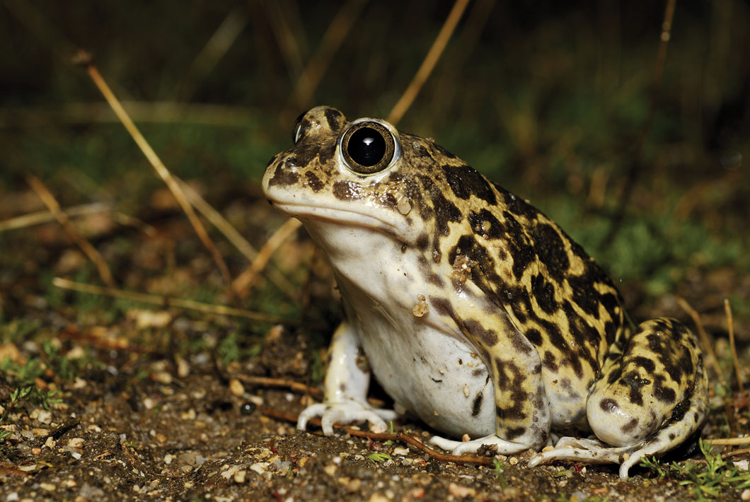 Spadefoot toad sitting in some dried leaves.