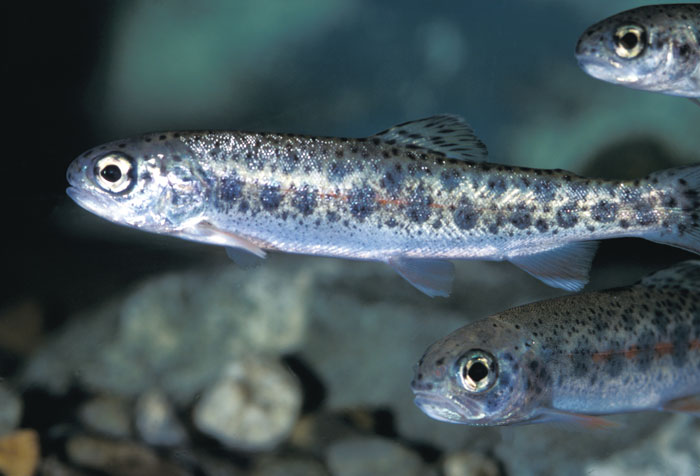 Steelhead trout in the water.