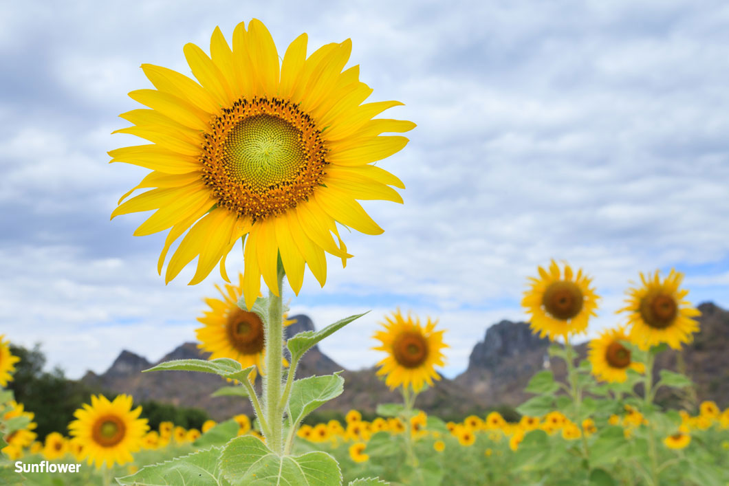 Field of sunflowers.