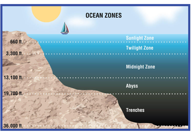 A diagram that shows the ocean zones: sunlight zone, twilight zone, midnight zone, abyss, trenches.