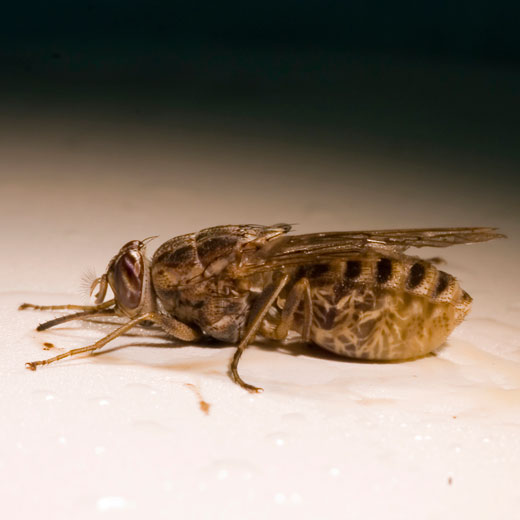 Insects of the Rain Forest | Kids Discover Online