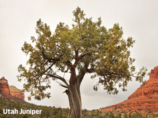 Single Utah Juniper. 