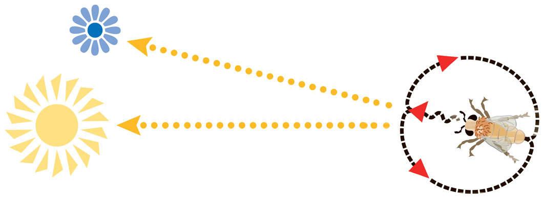 Diagram of a bee performing waggle dance.