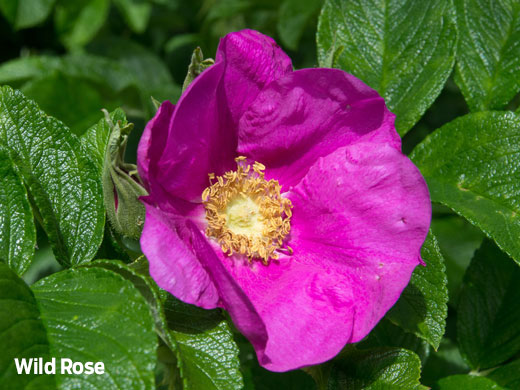 Wild rose