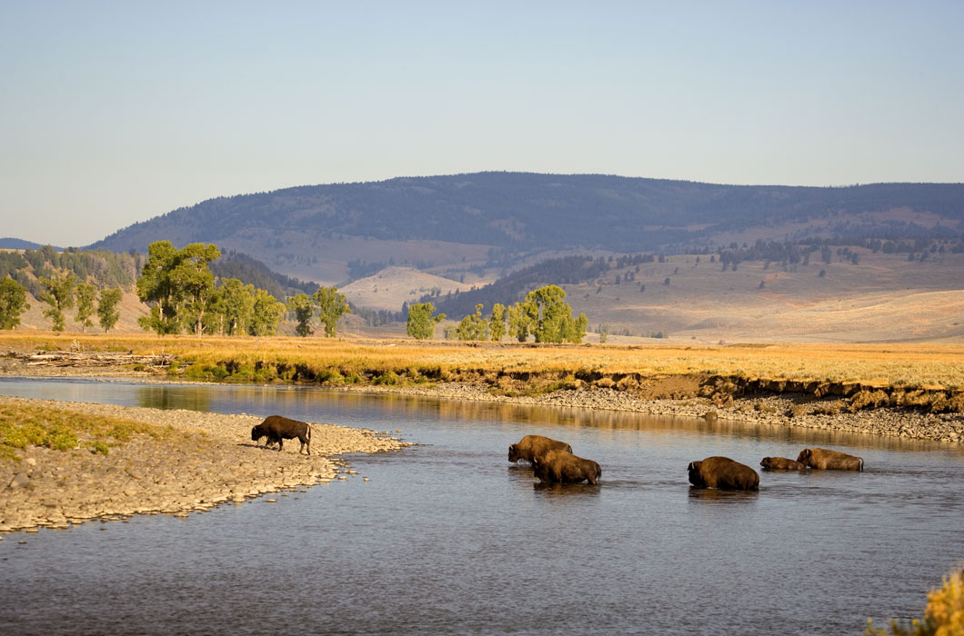 Herd of bison cross a river.