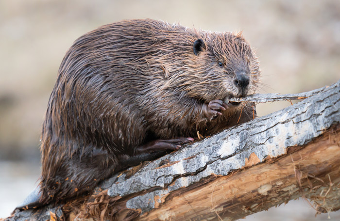 A beaver eating bark.