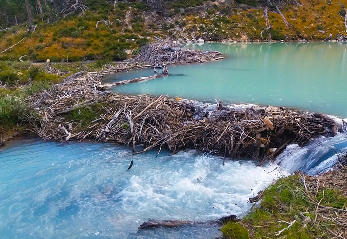 A dam built by beavers.