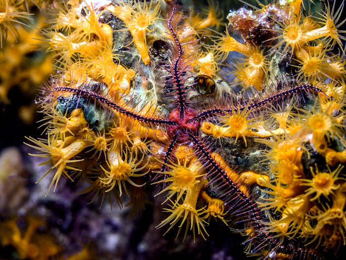 A brittle star in the deep ocean.