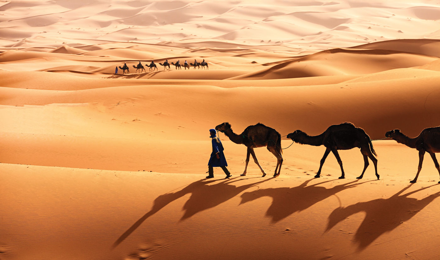 Two people each leading a row of camels across the sandy desert. 