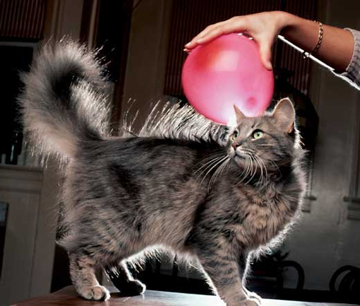 Rubbing a balloon on a cat and its fur standing up.