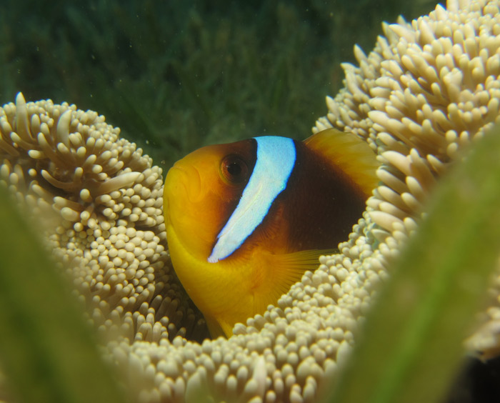 A clown fish in seagrass.