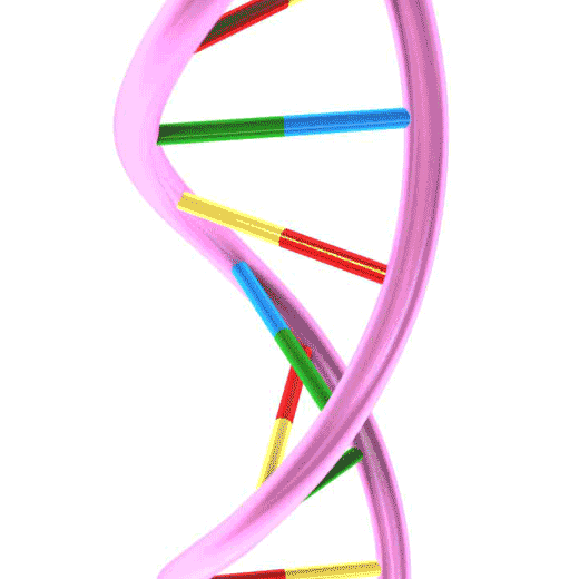 Animation of a double stranded DNA twirling around.