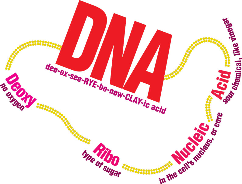 Diagram showing a strand of DNA with an explanation of it's name: Deoxyribonucleic acid.
