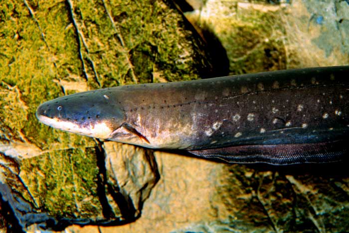 Electric eel