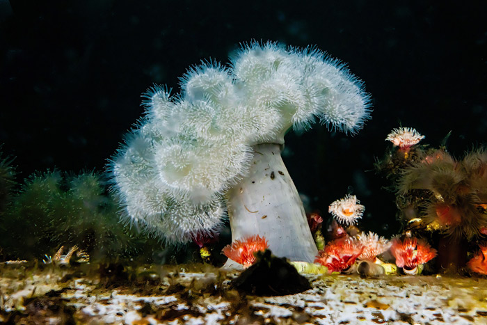 A giant tubeworm.