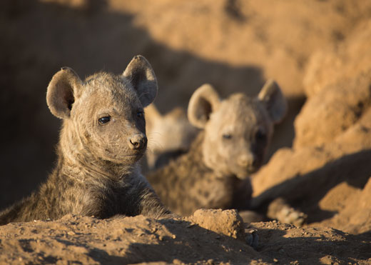 Two hyena pups stick their heads up out of their den in the ground.
