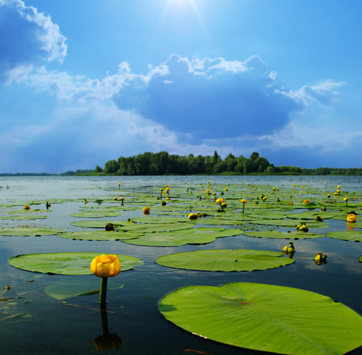 A lake of water lilies.