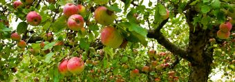 Apple tree with fruit and leaves