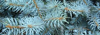 Blue spruce tree showing sharp needles.
