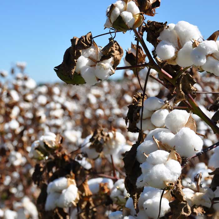 Cotton plant showing the fibers inside the seeds.