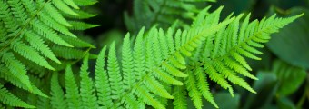 Fern