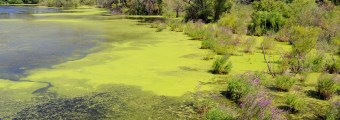 Green algae growing on the surface of a pond. 