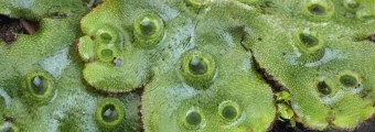 Liverwort looking like green leather.