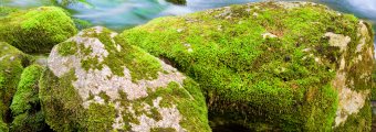 Moss on rocks next to a river.