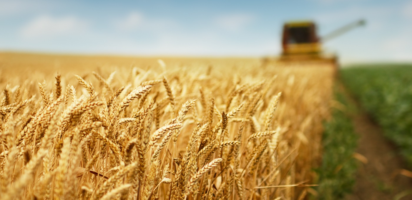 Field of wheat