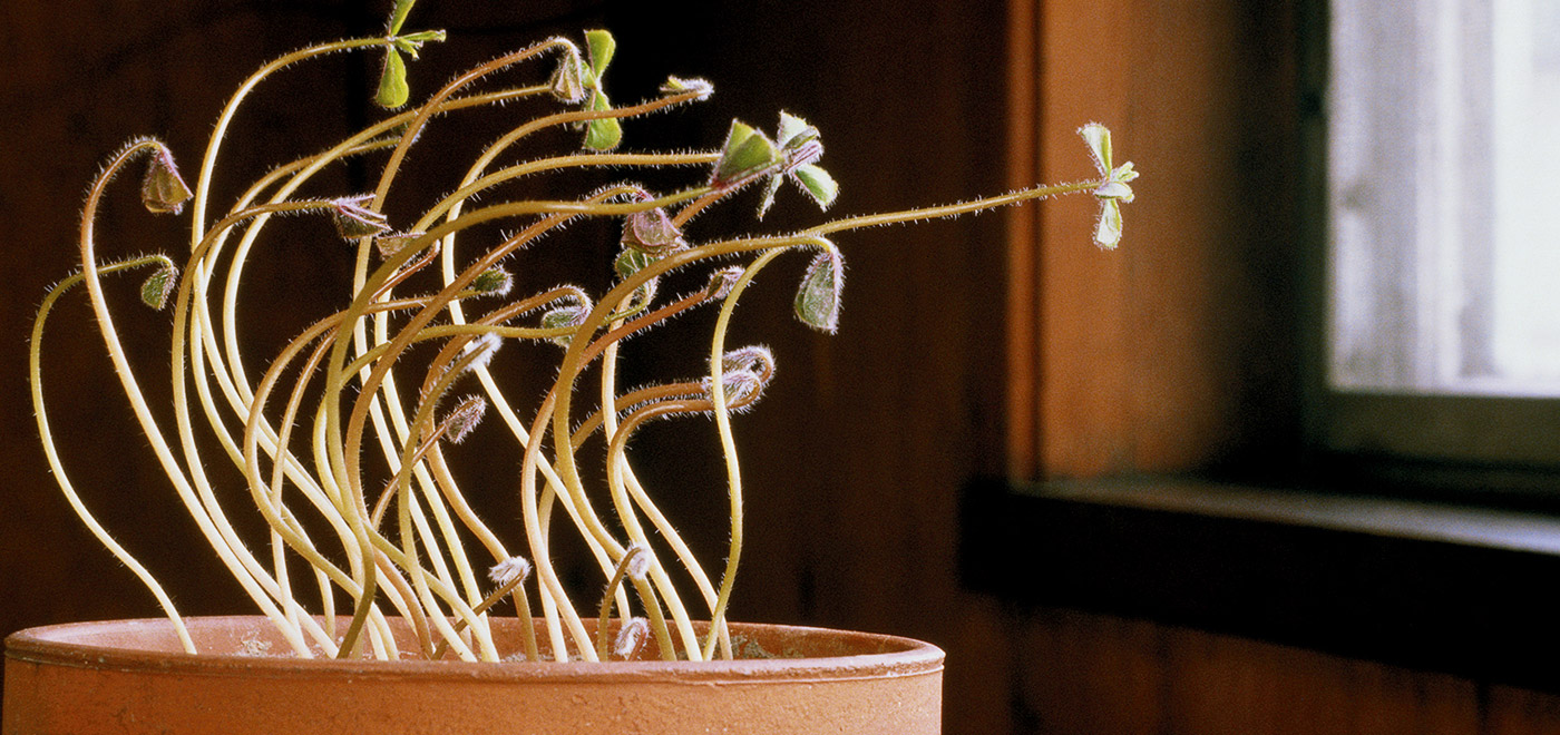 Plants in a pot with their stems bending towards a window.