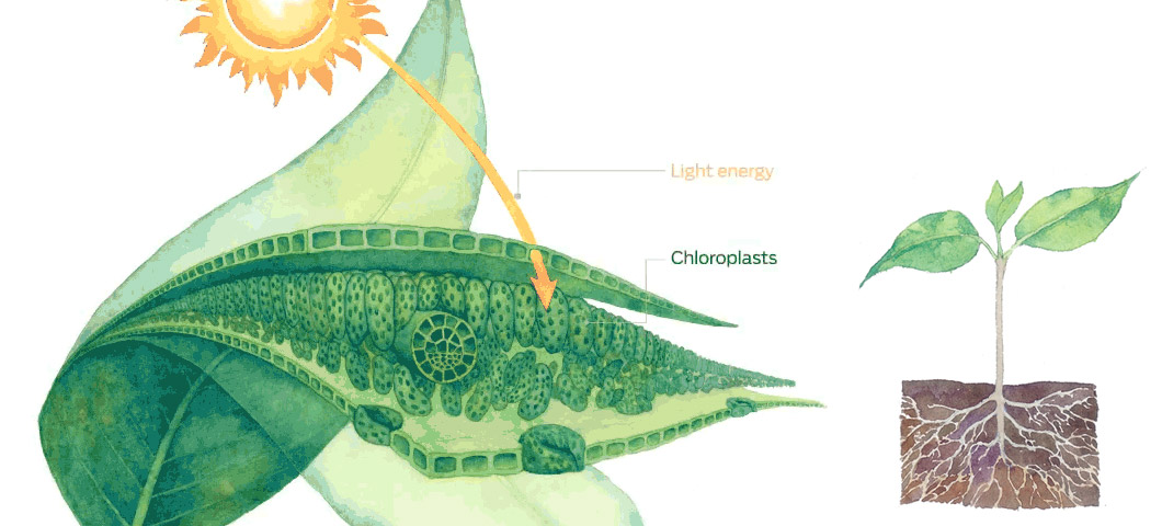 Light energy enters the chloroplasts in the plant leaves.