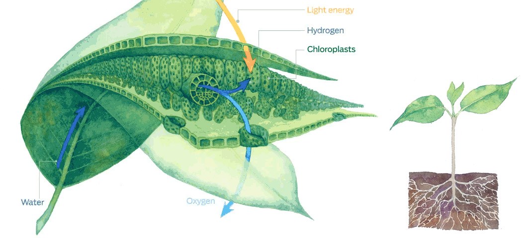 Water comes up the stem into the leaves, oxygen leave the leaves through openings on their undersides, and hydrogen stays in the chloroplasts.