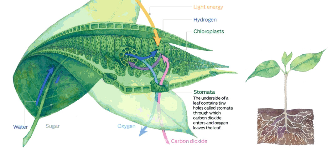 Carbon dioxide enters the leaves through openings on their undersides called stomata, the same openings through which oxygen leaves. 