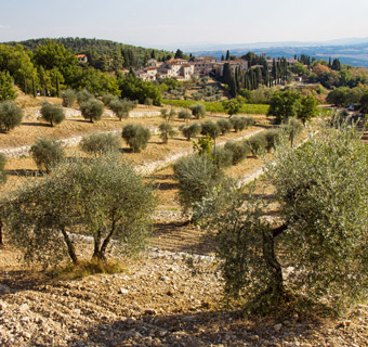 An olive orchard