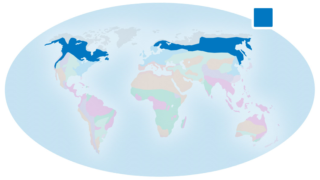 Map of Earth showing the locations of the coniferous forest in Canada, northwestern United States, northern Europe, and Russia.