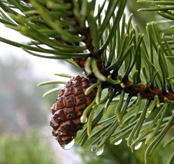 A pine cone on a pine tree.