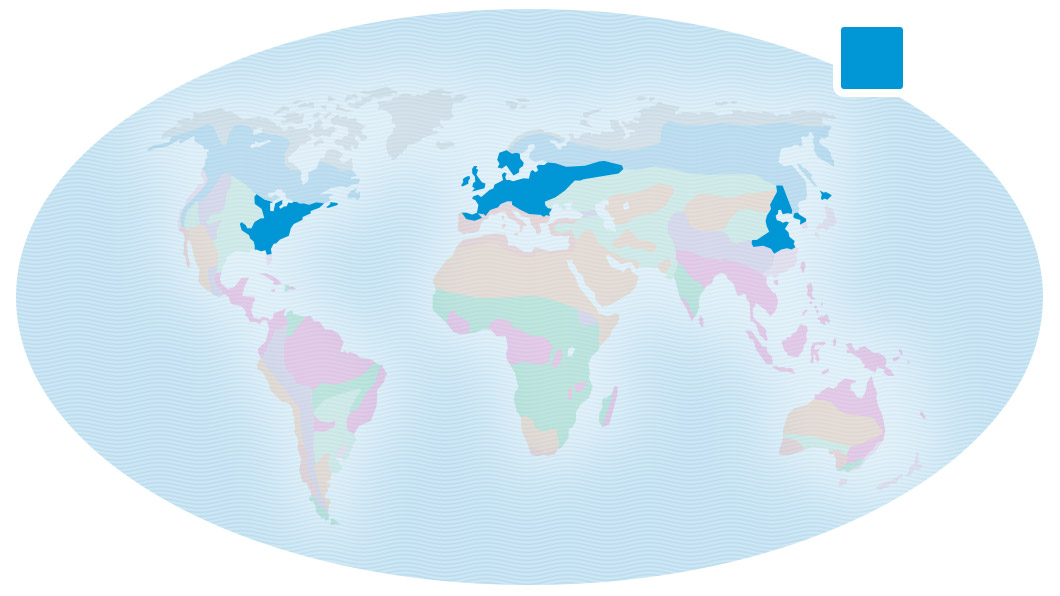 Map of Earth showing the locations of deciduous forest as eastern United States, much of northern Europe, and the Koreas.