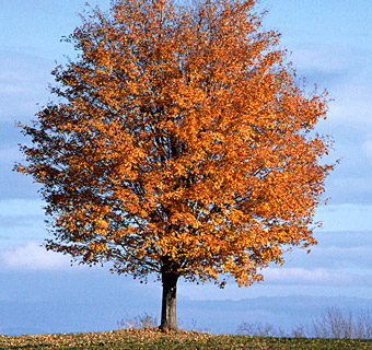 Maple tree