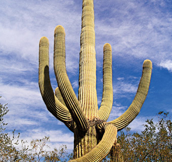 A cactus